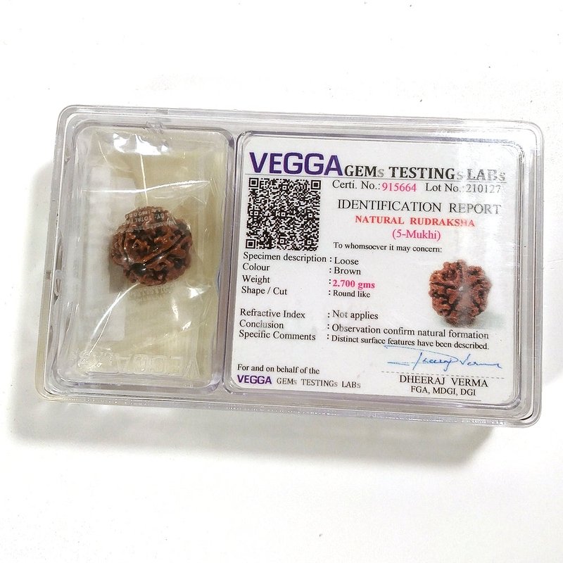 5 Mukhi Rudraksha naturale - 5 facce 2,7 gr