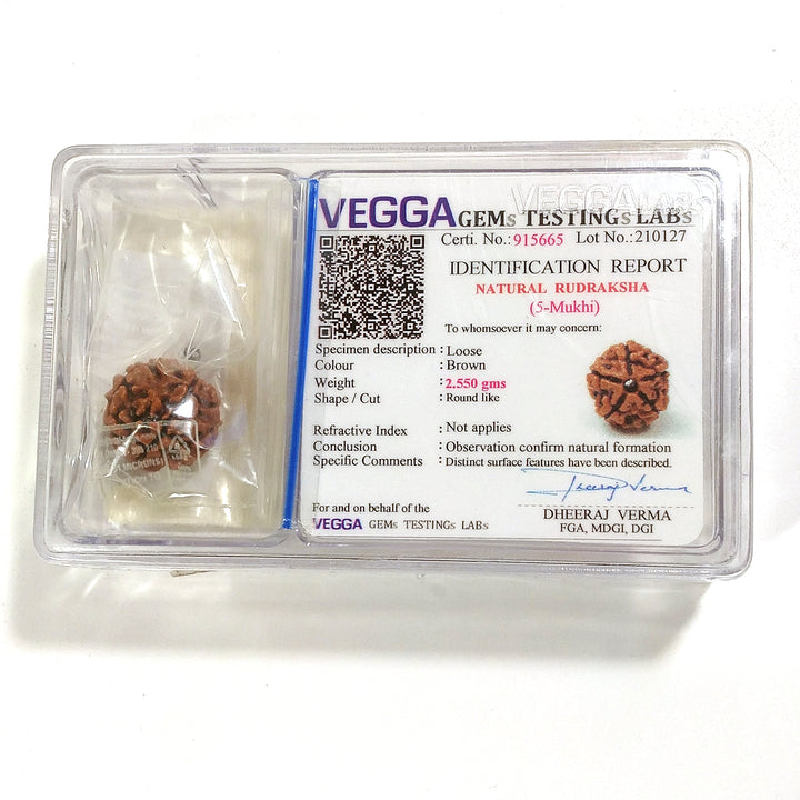 5 Mukhi Rudraksha naturale - 5 facce 2,55 gr