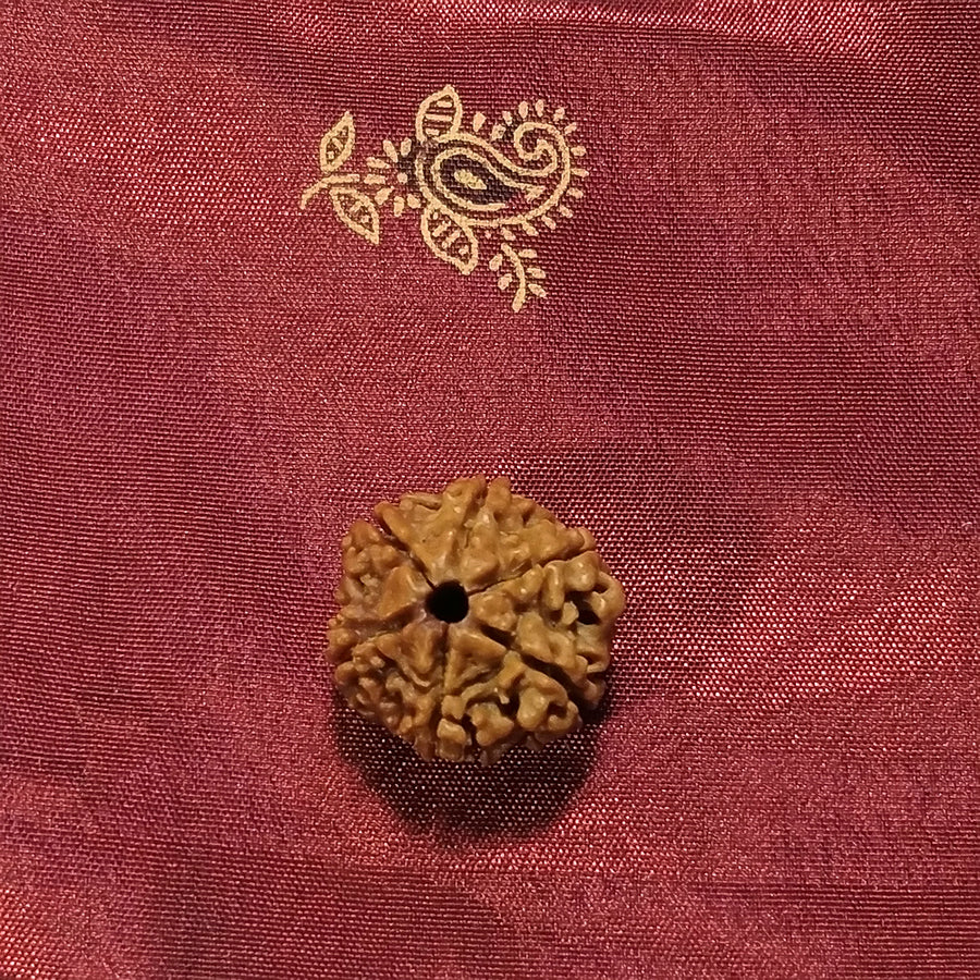 6 Mukhi Rudraksha naturale - 6 facce 3,23 gr