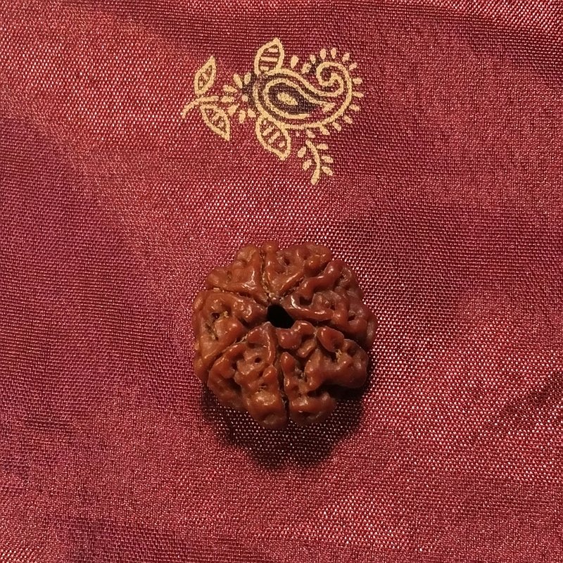6 Mukhi Rudraksha naturale - 6 Mukhi 3,12 gr