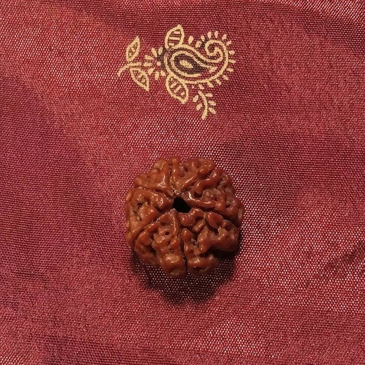 6 Mukhi Rudraksha naturale - 6 Mukhi 3,12 gr