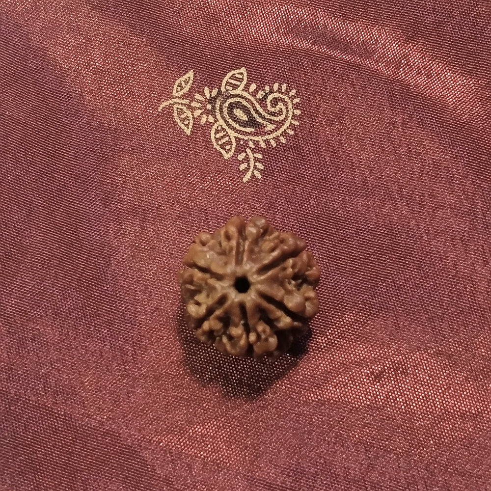 6 mukhi Rudraksha naturale - 6 facce 3,27 gr