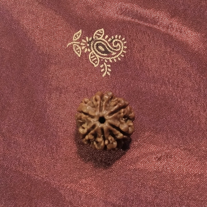 6 mukhi Rudraksha naturale - 6 facce 3,27 gr