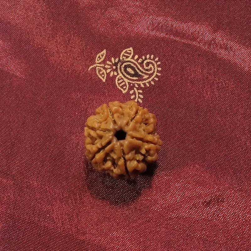 6 mukhi Rudraksha naturale - 6 facce 3,48 gr
