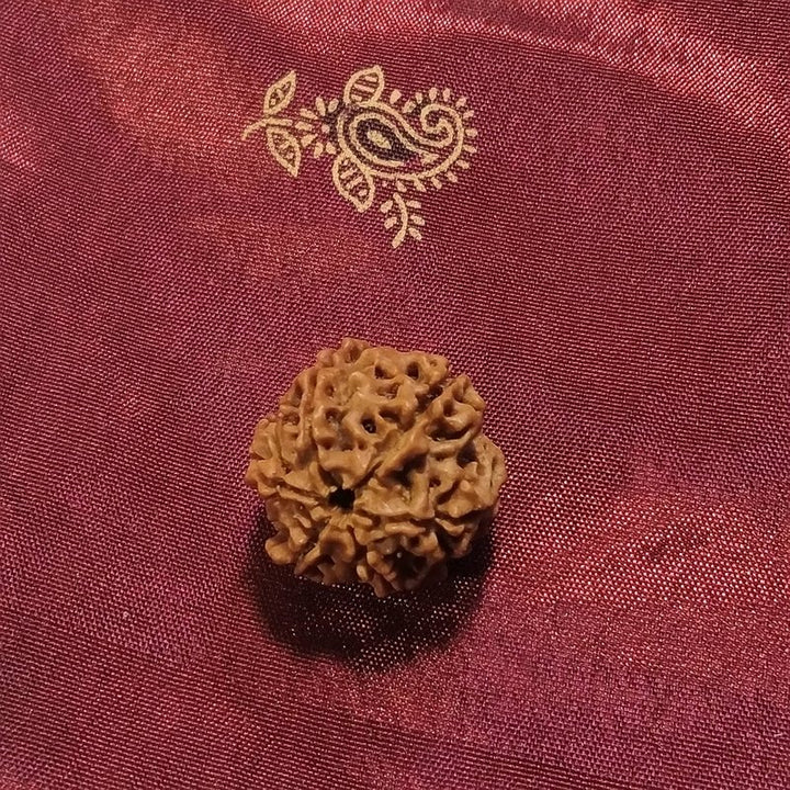 6 Mukhi Rudraksha naturale - 6 facce 3,44 gr