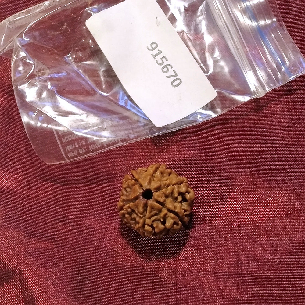 6 Mukhi Rudraksha naturale - 6 facce 3,23 gr