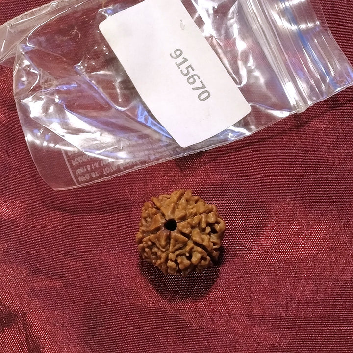 6 Mukhi Rudraksha naturale - 6 facce 3,23 gr