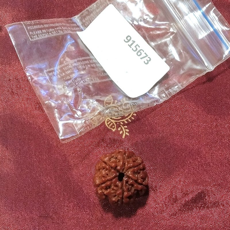 6 Mukhi Rudraksha naturale - 6 Mukhi 3,12 gr