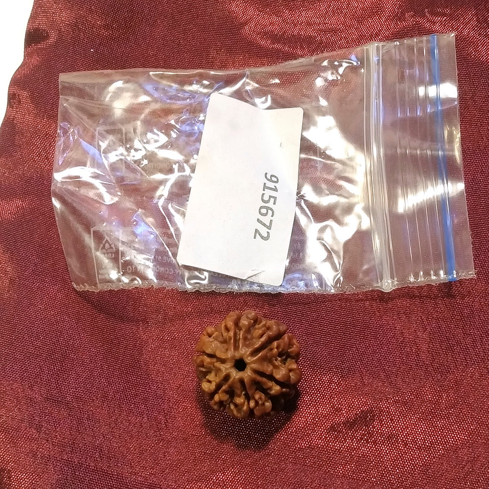 6 mukhi Rudraksha naturale - 6 facce 3,27 gr