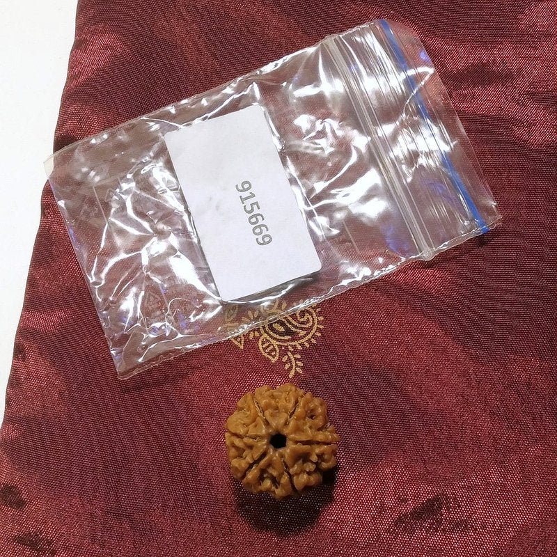 6 mukhi Rudraksha naturale - 6 facce 3,48 gr