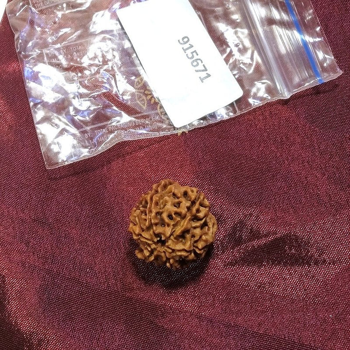 6 Mukhi Rudraksha naturale - 6 facce 3,44 gr
