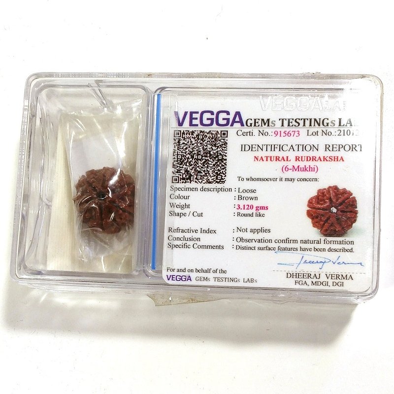 6 Mukhi Rudraksha naturale - 6 Mukhi 3,12 gr