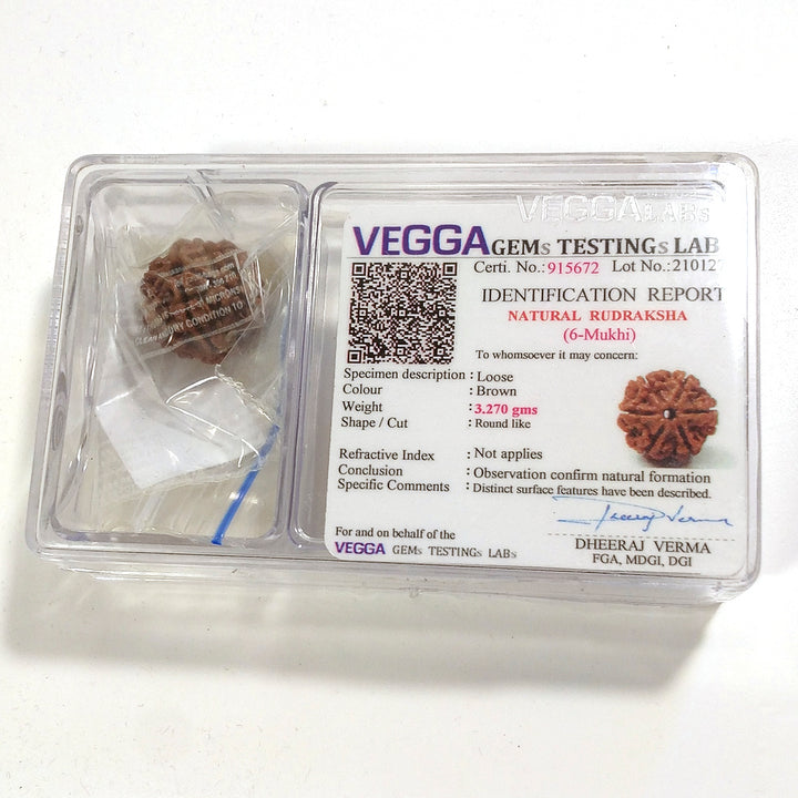 6 mukhi Rudraksha naturale - 6 facce 3,27 gr