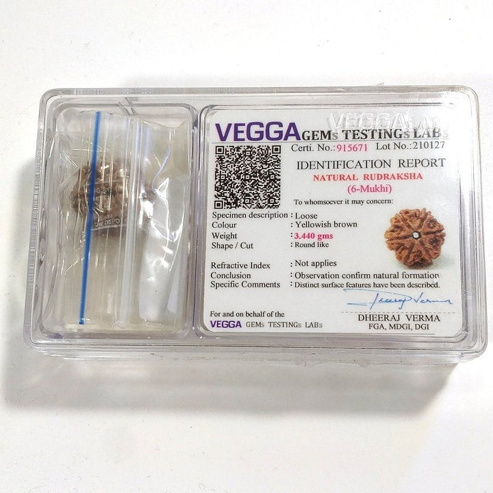 6 Mukhi Rudraksha naturale - 6 facce 3,44 gr