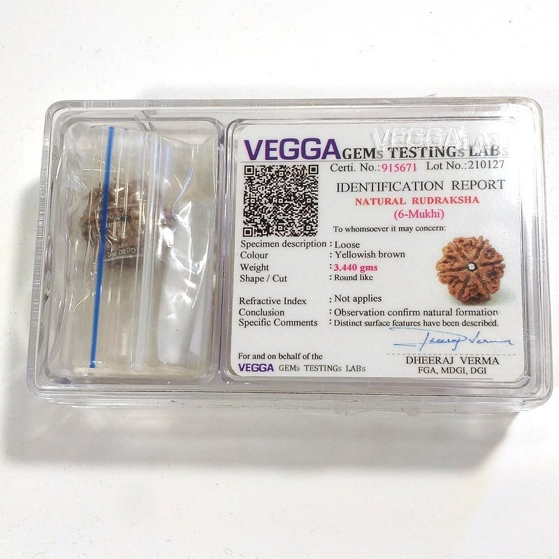 6 Mukhi Rudraksha naturale - 6 facce 3,44 gr