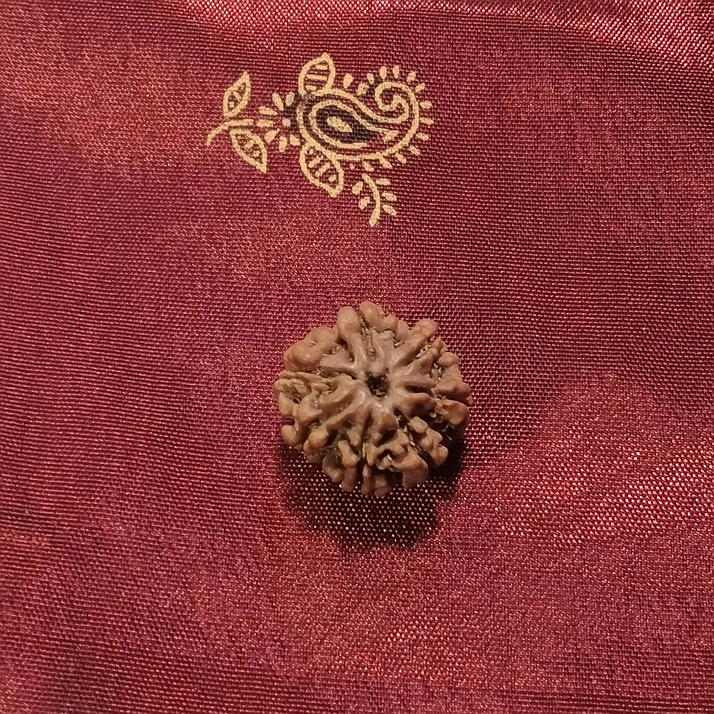 7 Mukhi Rudraksha naturale - 7 facce 1,77 gr