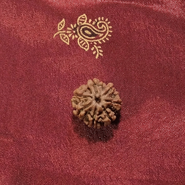 7 Mukhi Rudraksha naturale - 7 facce 1,77 gr