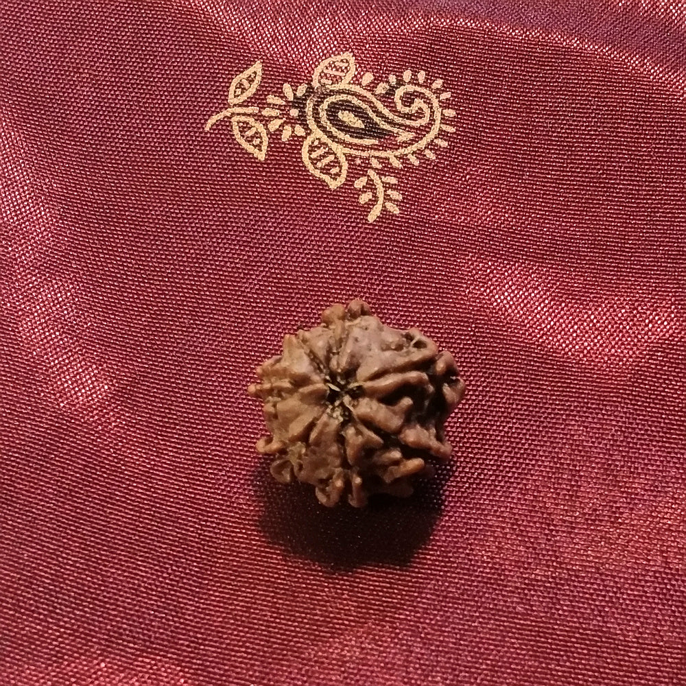 7 mukhi Rudraksha naturale - 7 facce 1,32 gr