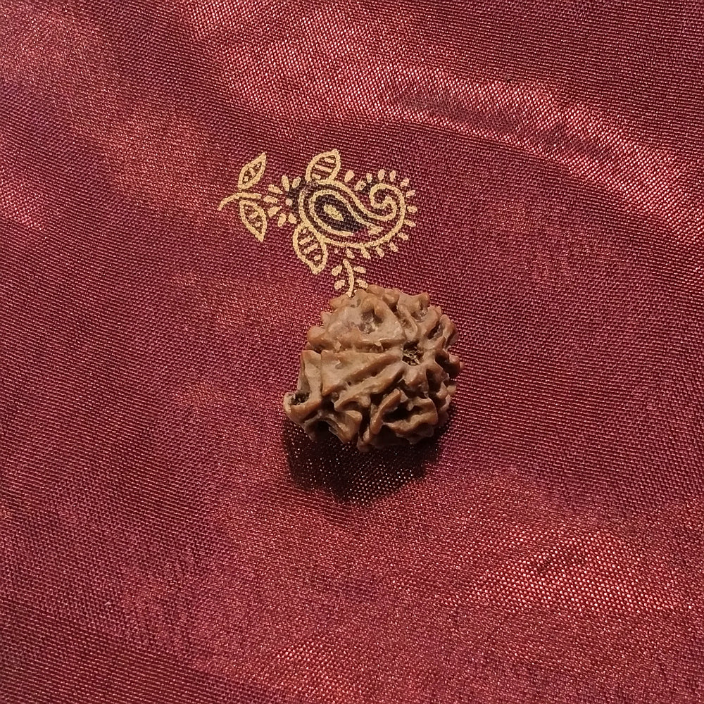 7 mukhi Rudraksha naturale - 7 facce 1,88 gr