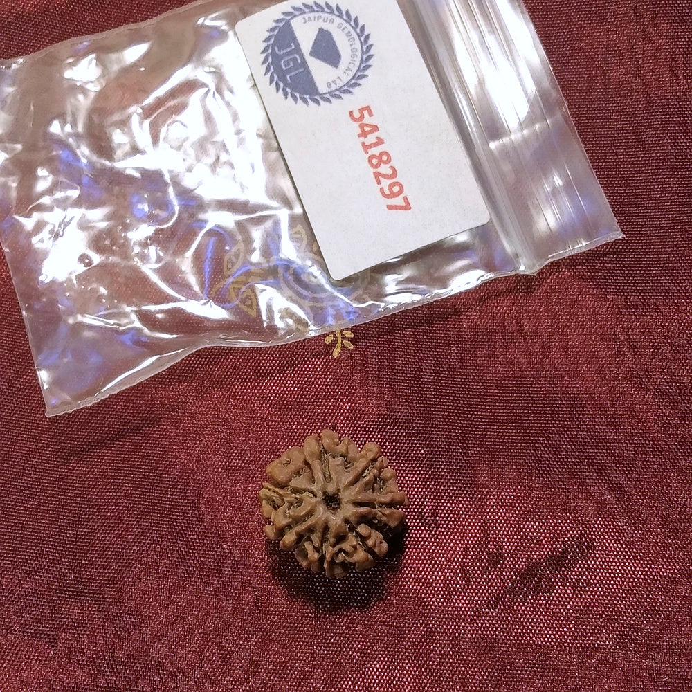 7 Mukhi Rudraksha naturale - 7 facce 1,77 gr