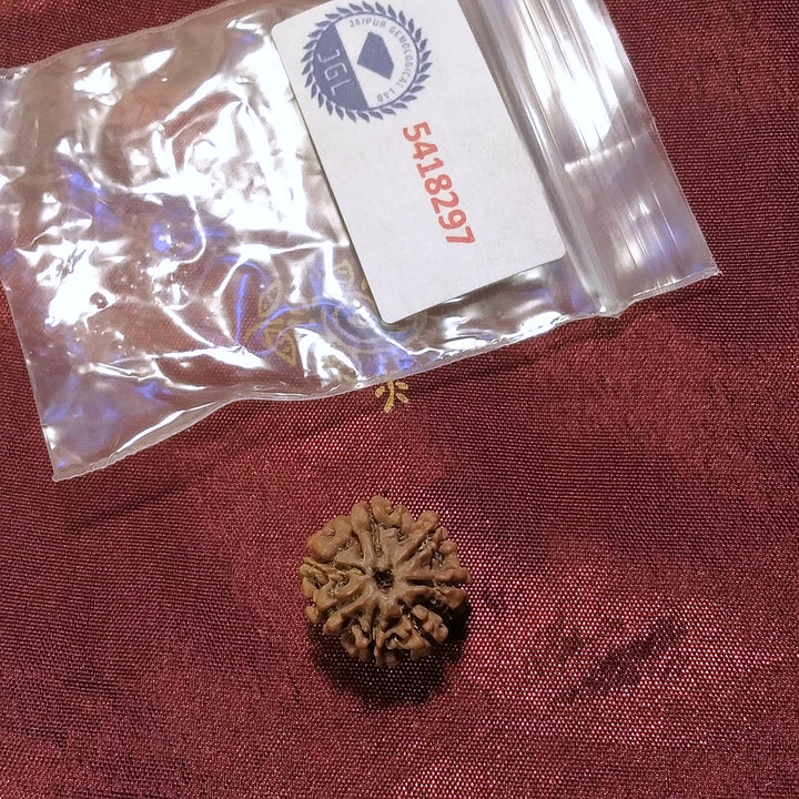 7 Mukhi Rudraksha naturale - 7 facce 1,77 gr