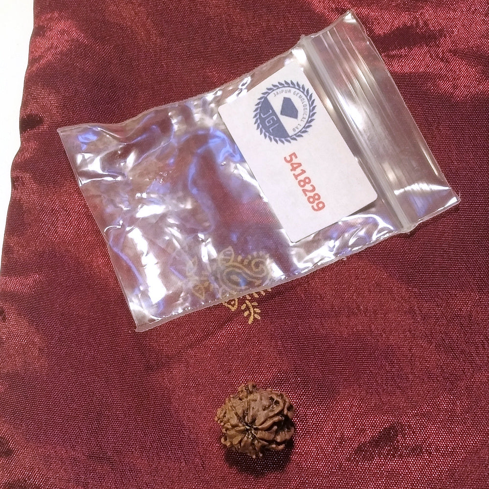7 mukhi Rudraksha naturale - 7 facce 1,32 gr