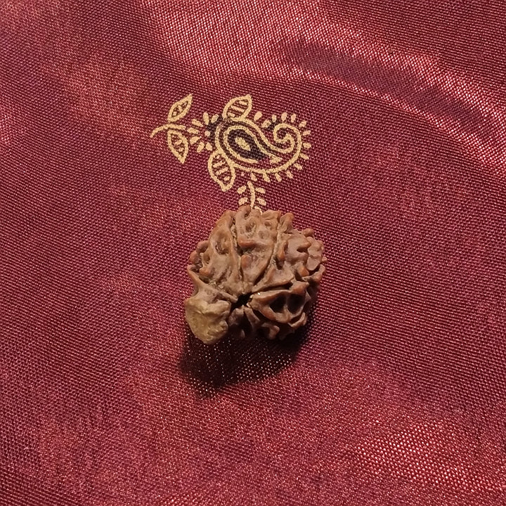 7 mukhi Rudraksha naturale - 7 facce 1,88 gr