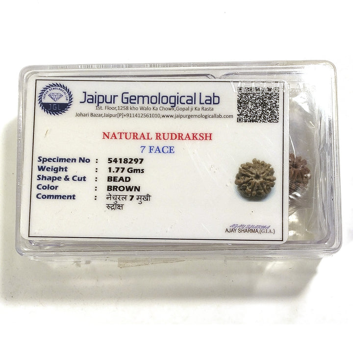 7 Mukhi Rudraksha naturale - 7 facce 1,77 gr