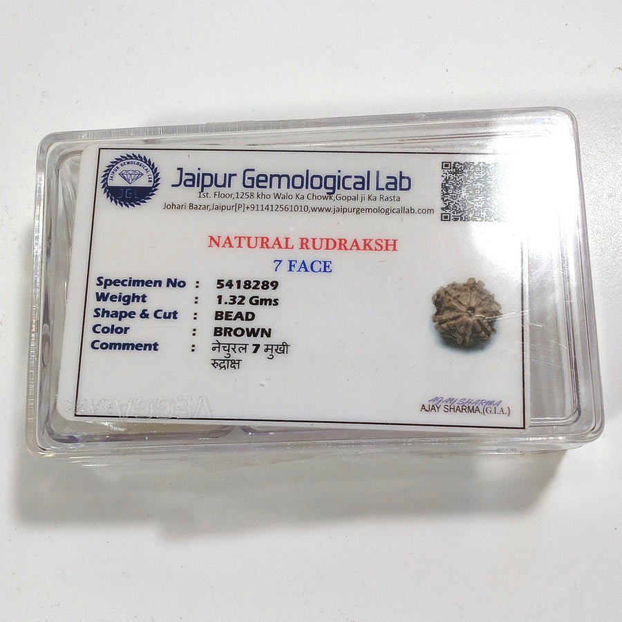 7 mukhi Rudraksha naturale - 7 facce 1,32 gr