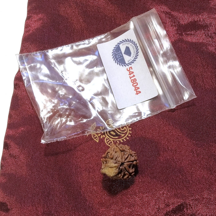 7 mukhi Rudraksha naturale - 7 facce 1,88 gr