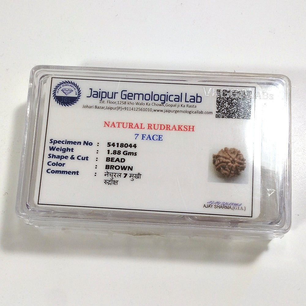 7 mukhi Rudraksha naturale - 7 facce 1,88 gr