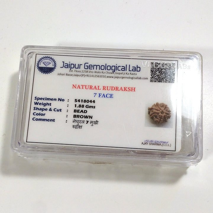 7 mukhi Rudraksha naturale - 7 facce 1,88 gr