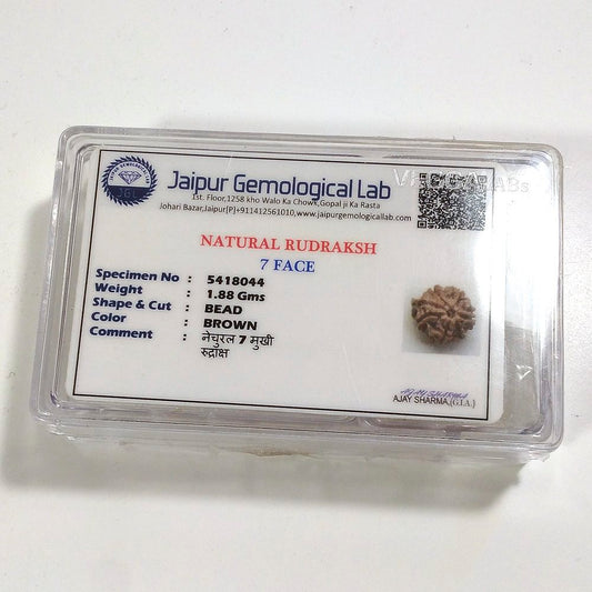 7 mukhi Rudraksha naturale - 7 facce 1,88 gr