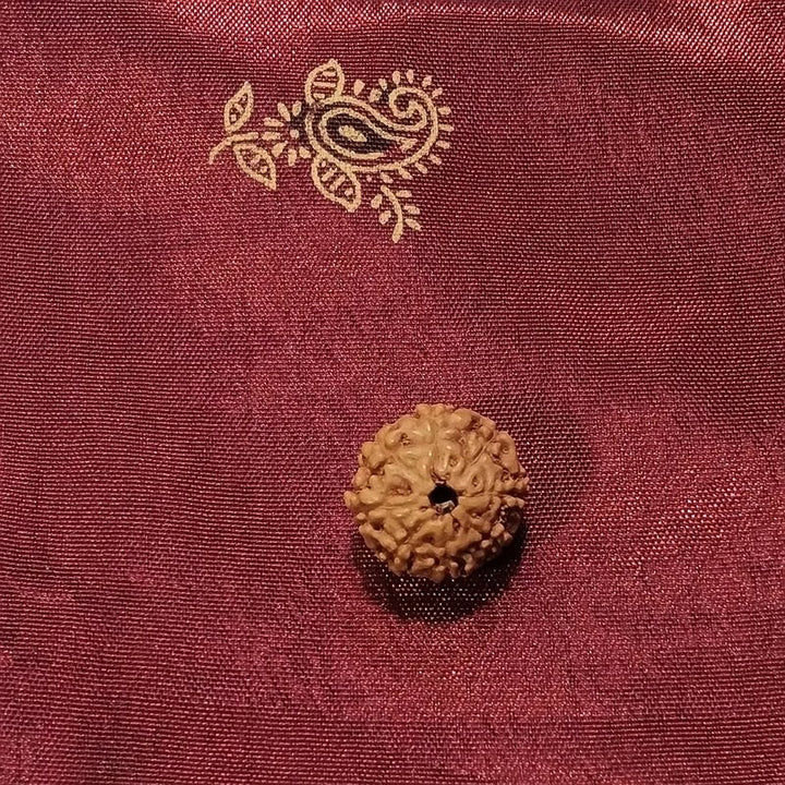 8 Mukhi Rudraksha naturale - 8 facce 1,02 gr