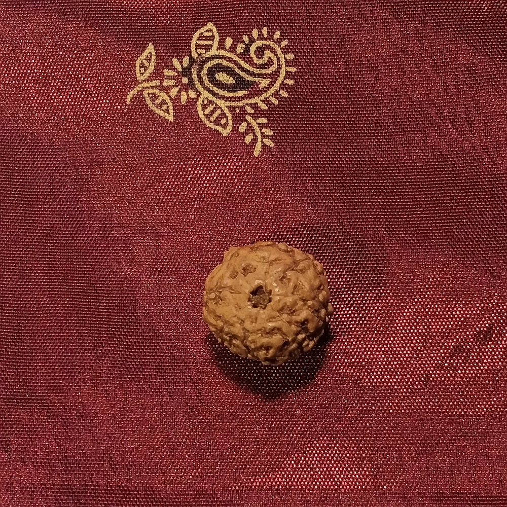 8 Mukhi Rudraksha naturale - 8 facce 0,6 gr