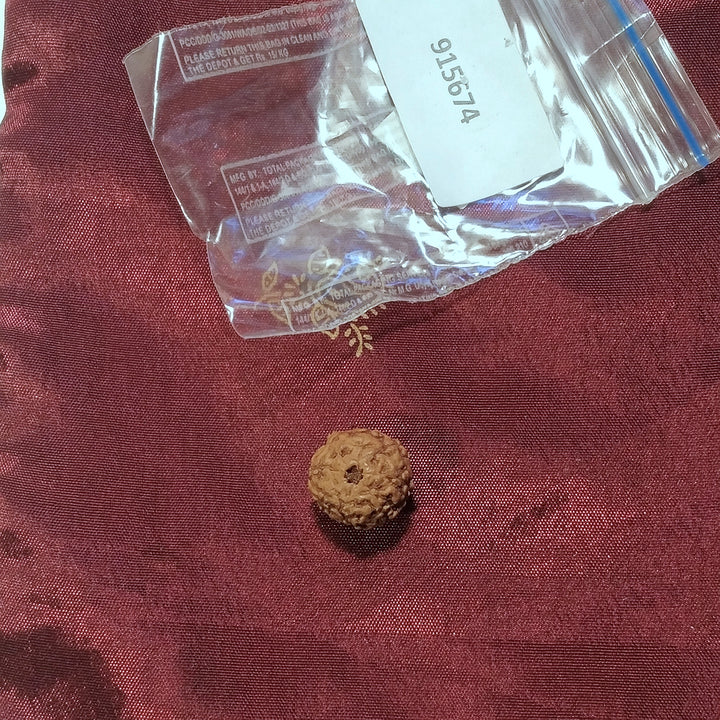 8 Mukhi Rudraksha naturale - 8 facce 0,6 gr