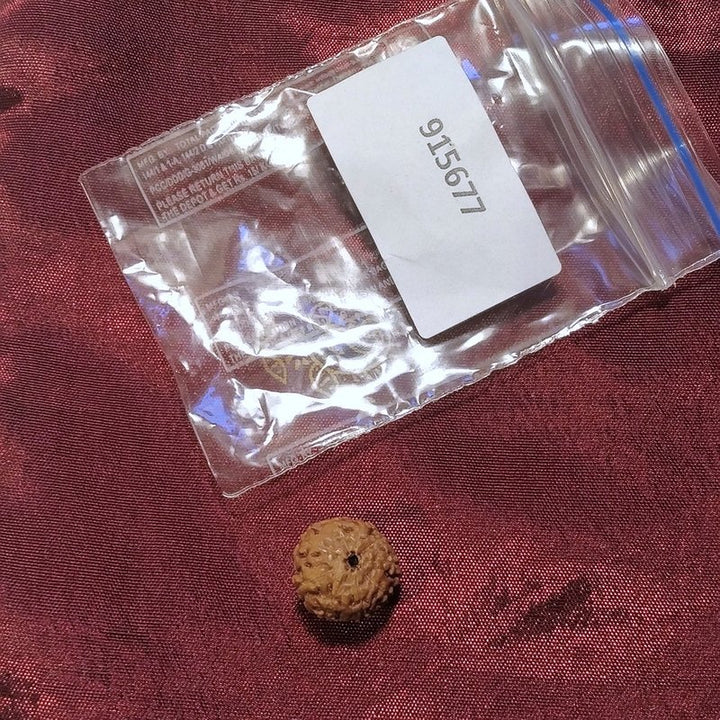 9 Mukhi Rudraksha naturale - 9 facce 0,91 gr