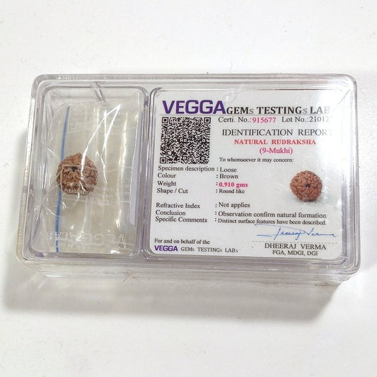 9 Mukhi Rudraksha naturale - 9 facce 0,91 gr