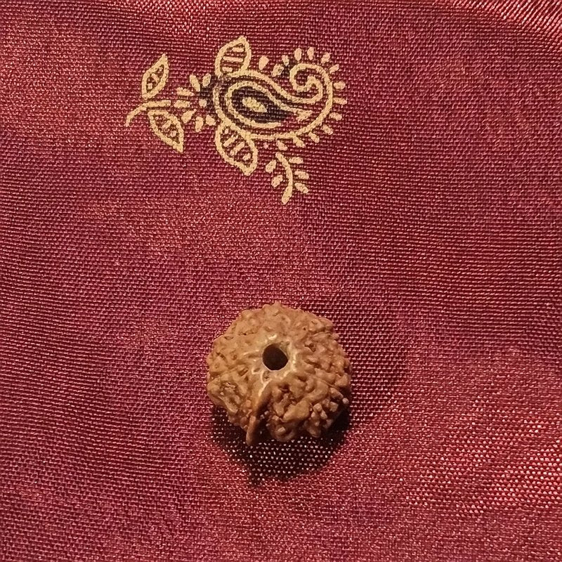 Ganesh Rudraksha naturale - 0,89 gr
