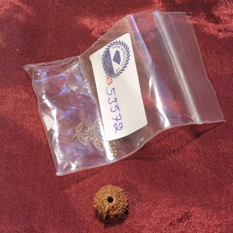 Ganesh Rudraksha naturale - 0,89 gr