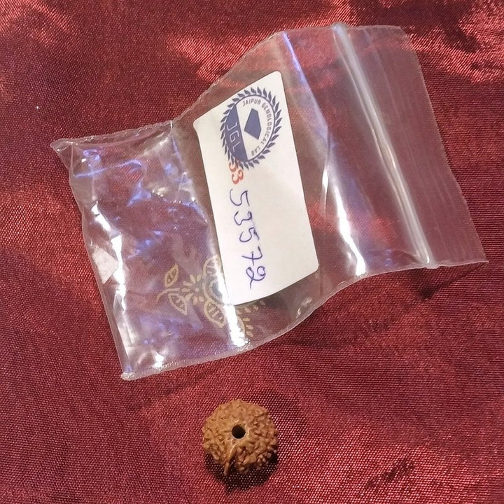 Ganesh Rudraksha naturale - 0,89 gr