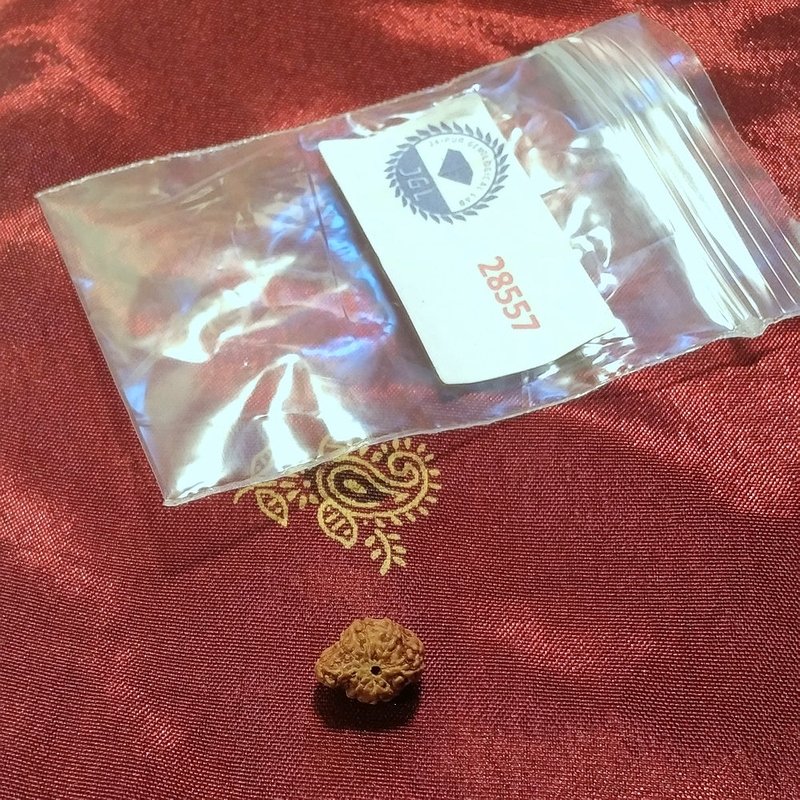 Ganesh Rudraksha naturale - 0,32 gr