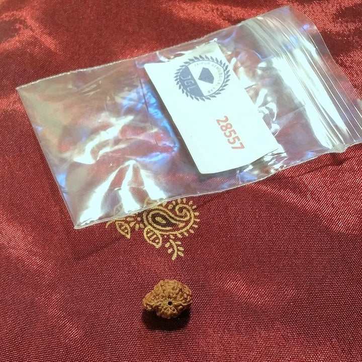 Ganesh Rudraksha naturale - 0,32 gr