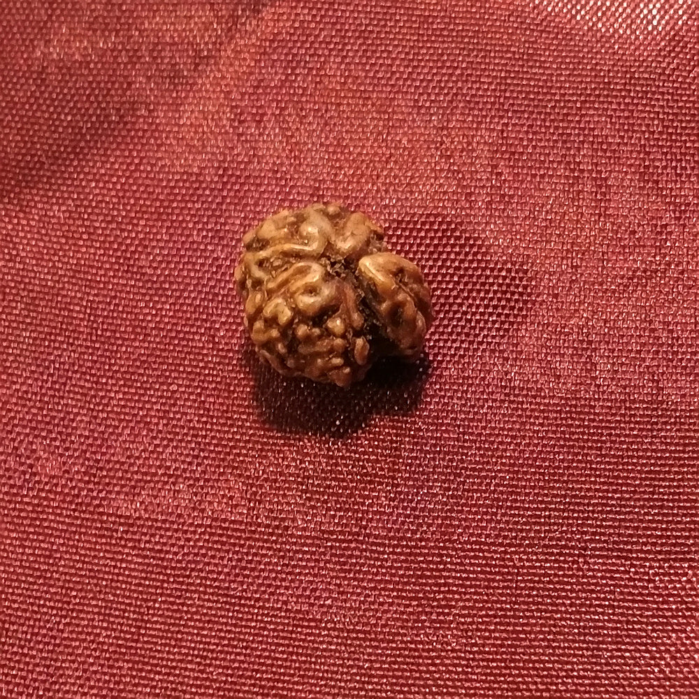 Ganesh Rudraksha naturale - 0,40 gr