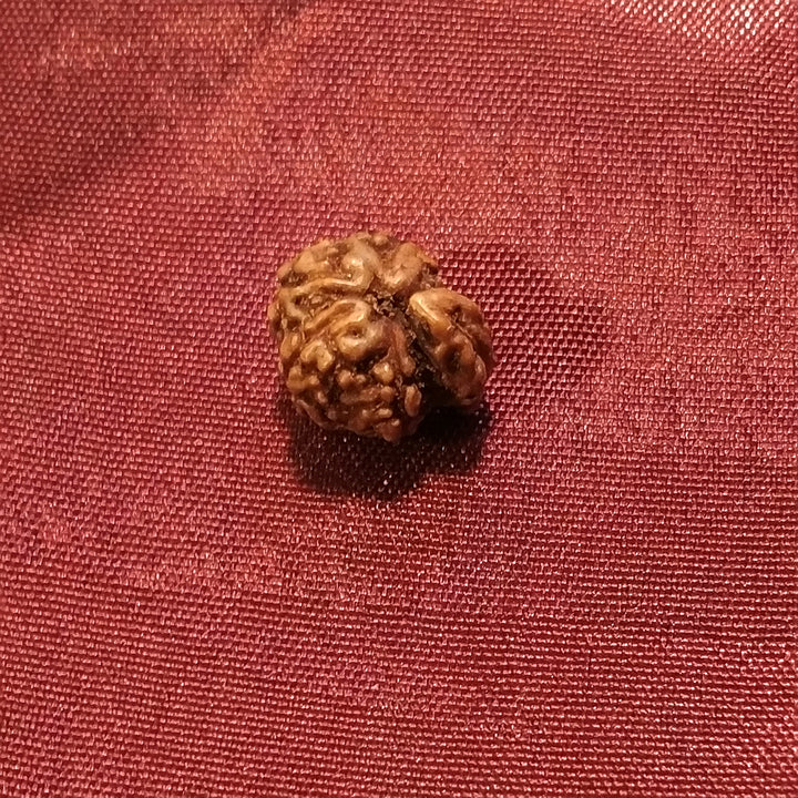 Ganesh Rudraksha naturale - 0,40 gr