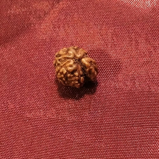 Ganesh Rudraksha naturale - 0,40 gr