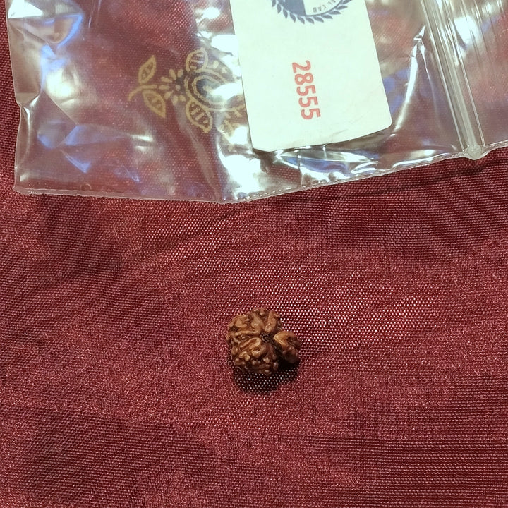 Ganesh Rudraksha naturale - 0,40 gr