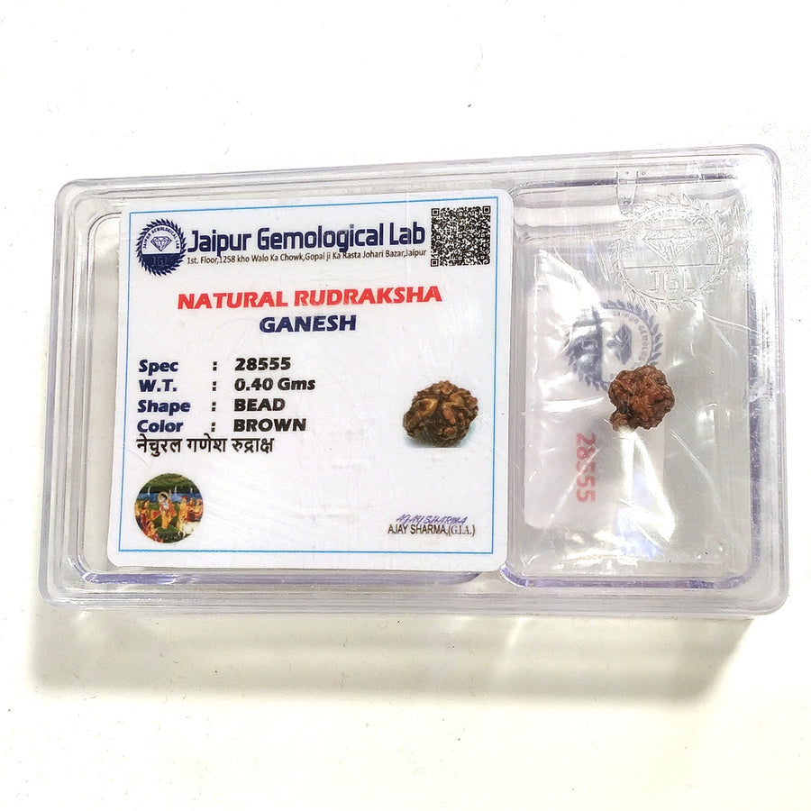 Ganesh Rudraksha naturale - 0,40 gr