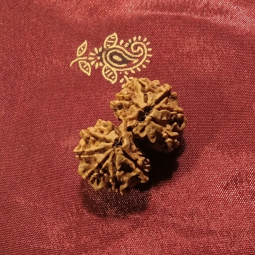 Gouri Shankar Rudraksha naturale - Gouri Shankar 3,68 gr