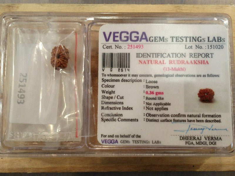 Rudraksha certificata - 13 Mukhi 0,36gr